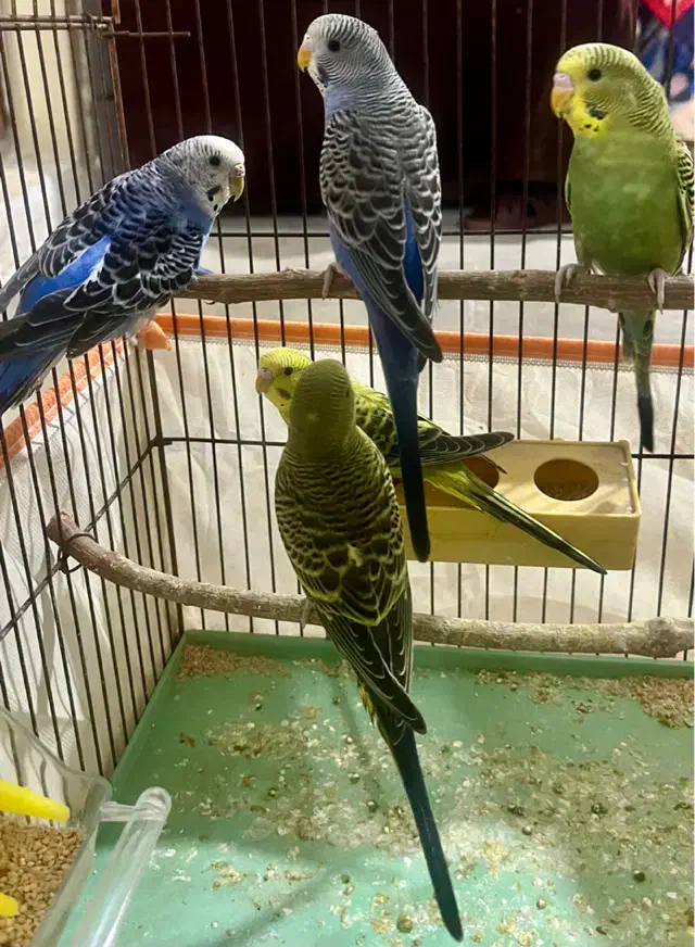 مرغ عشق|پرنده|شیراز, تل حسینآباد|دیوار