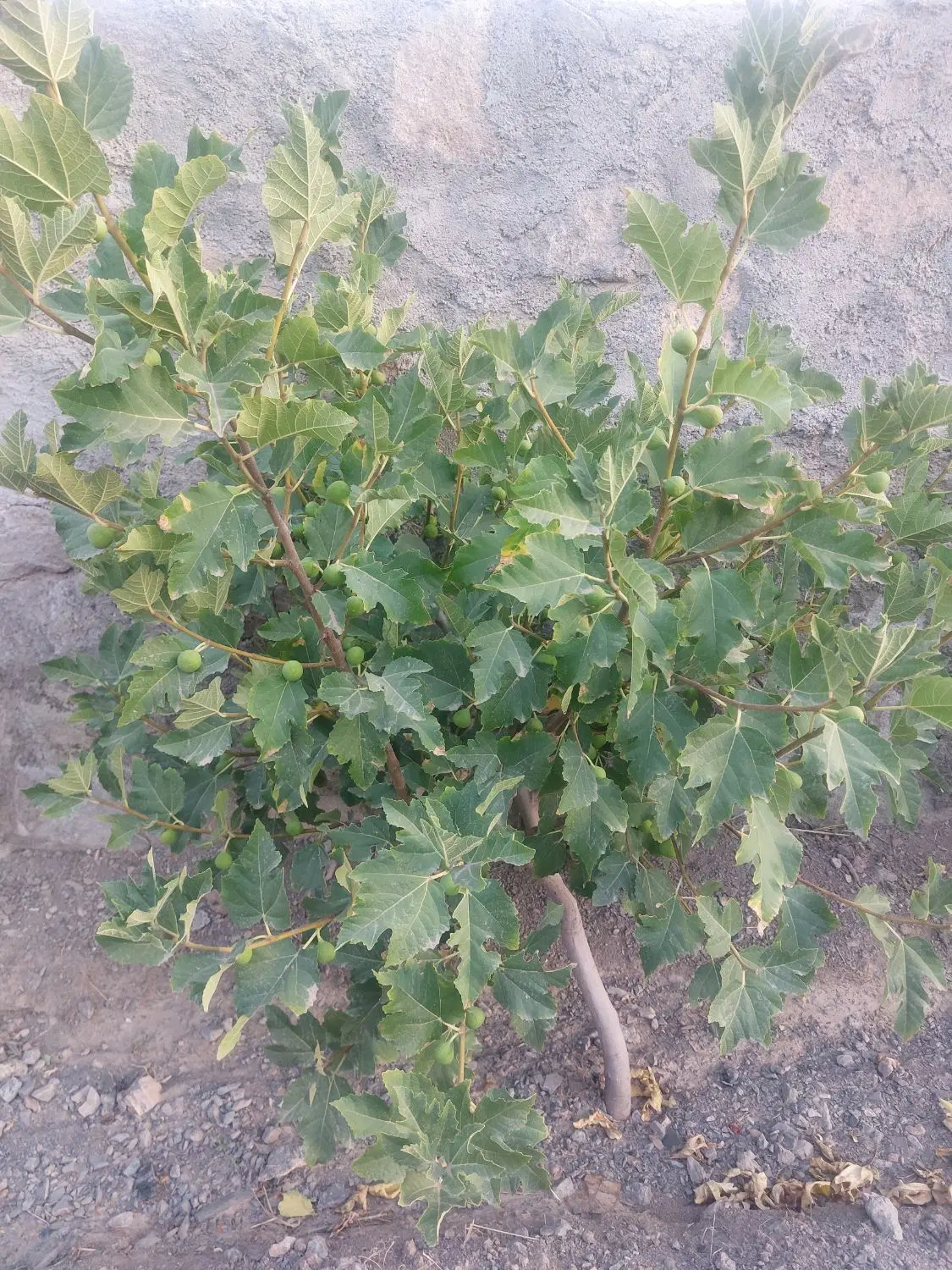 تصویر 5