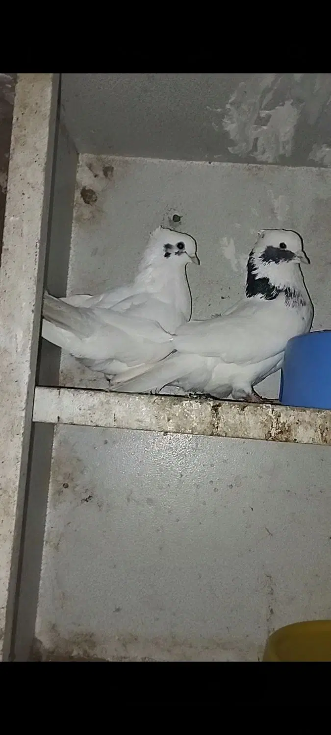 کبوتر|پرنده|چرداول, |دیوار