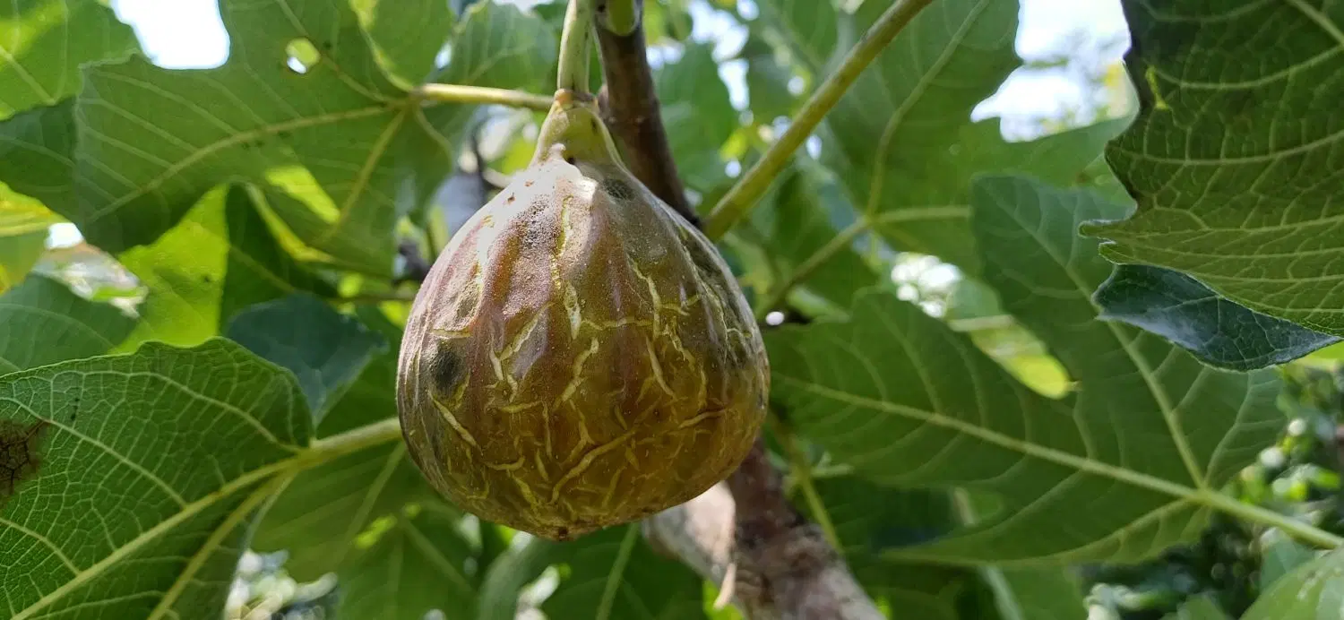 انجیر|خوردنی و آشامیدنی|لنگرود, |دیوار