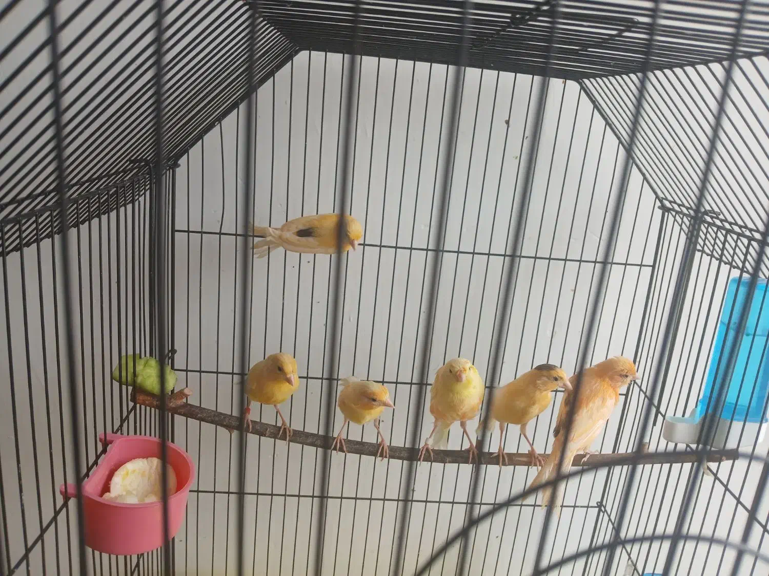 ۶ عدد قناری ۵تا نر|پرنده|قزوین, |دیوار