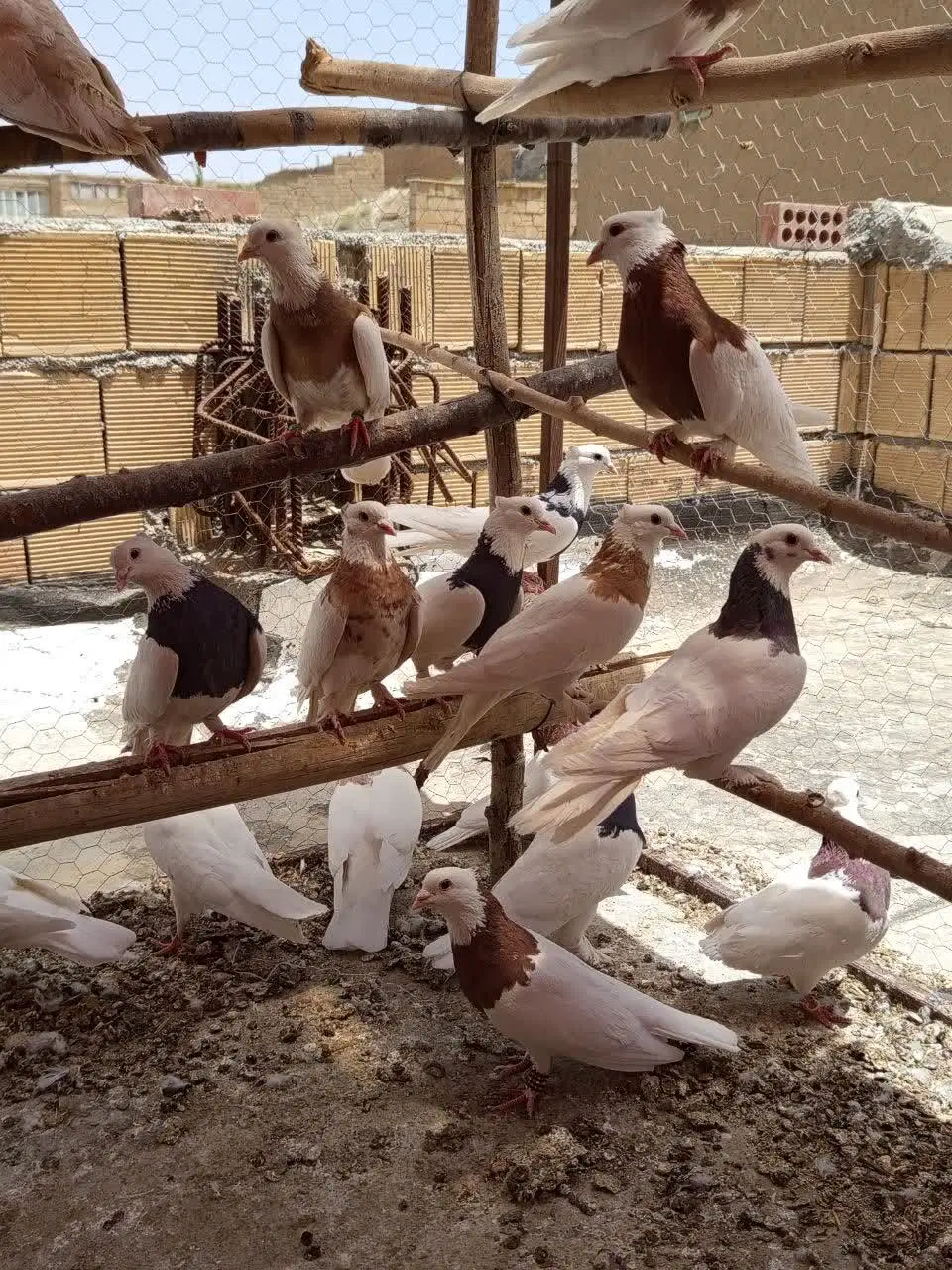 ۲۰ عدد طوقی|پرنده|تیران, |دیوار