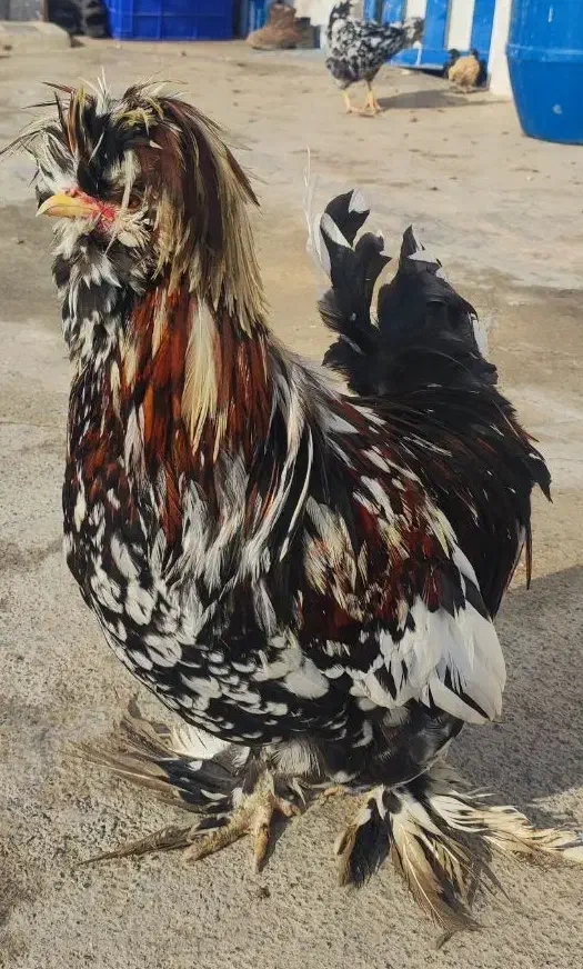 سلطان|حیوانات مزرعه|سرخنکلاته, |دیوار