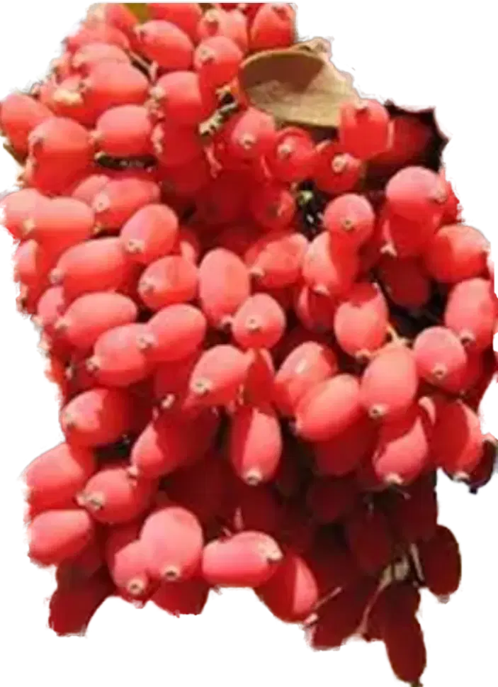 زرشک|خوردنی و آشامیدنی|درمیان, |دیوار