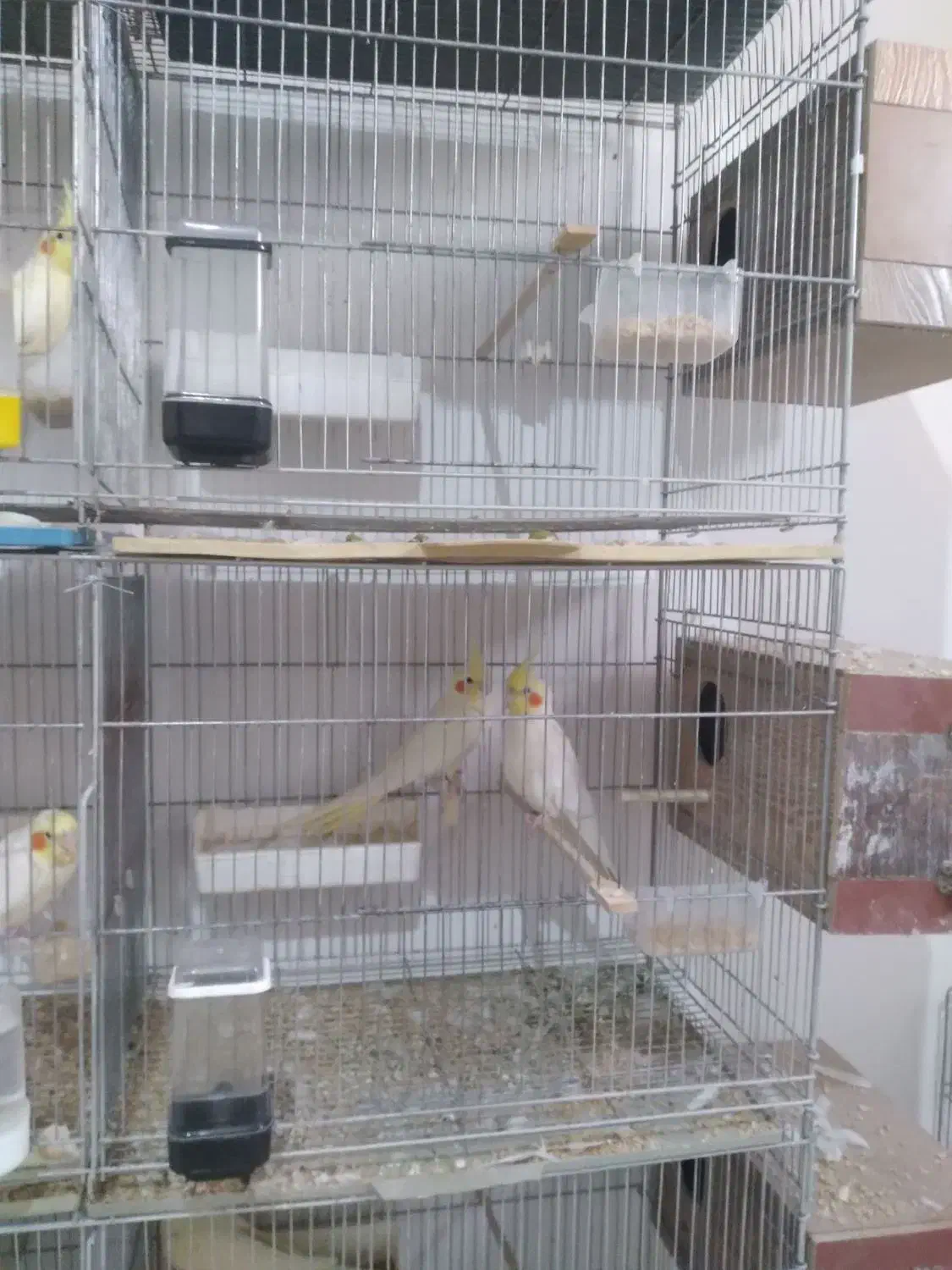 عروس هلندی|پرنده|محمدیه-قزوین, |دیوار