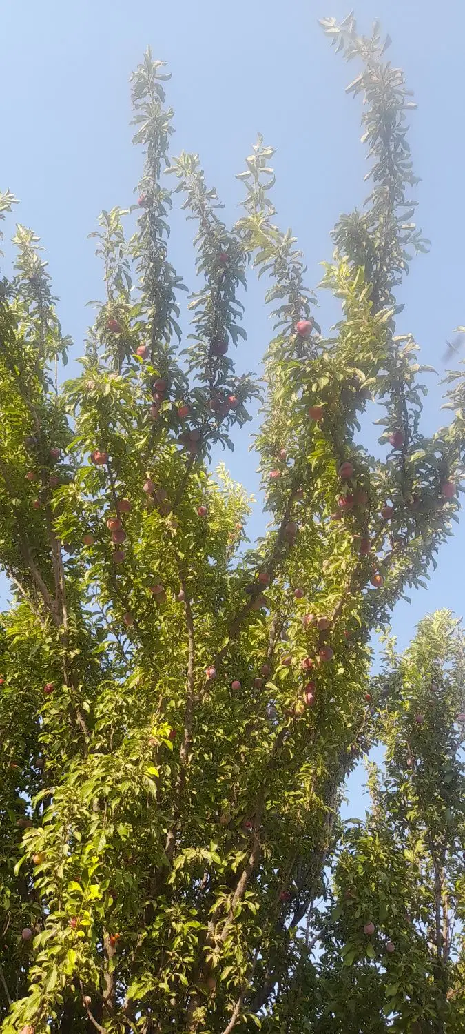آلو|خدمات باغبانی و درختکاری|کشاورز, |دیوار