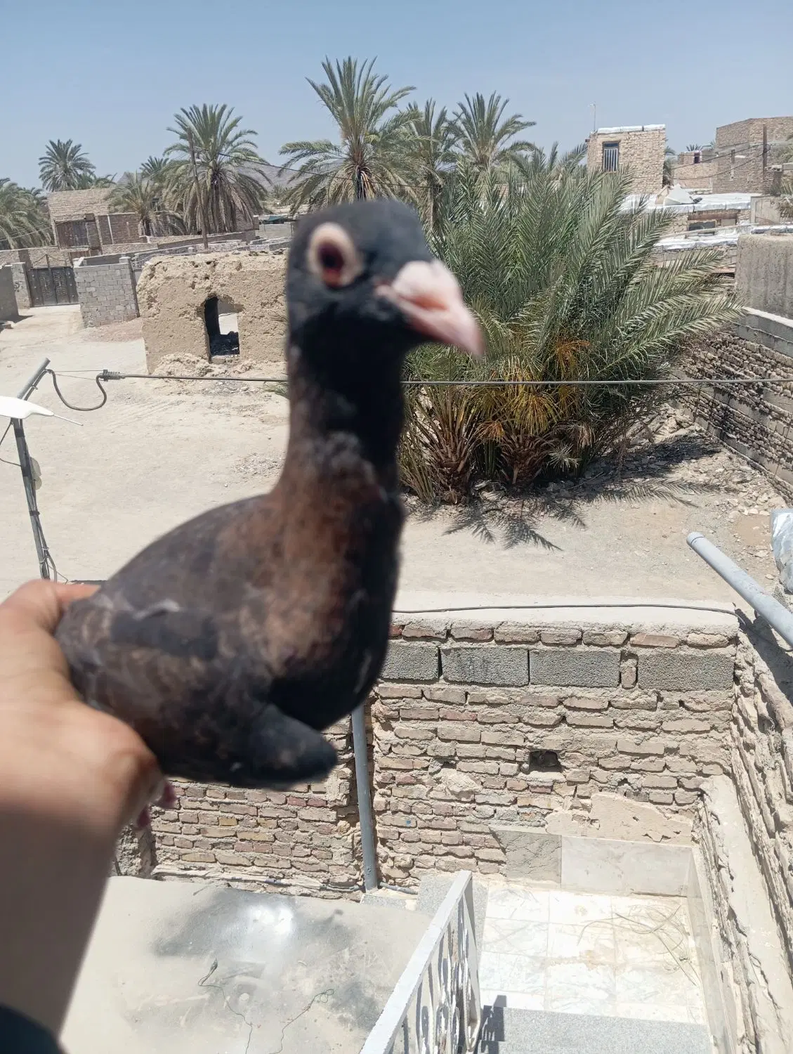 کبوتر|پرنده|سراوان, |دیوار