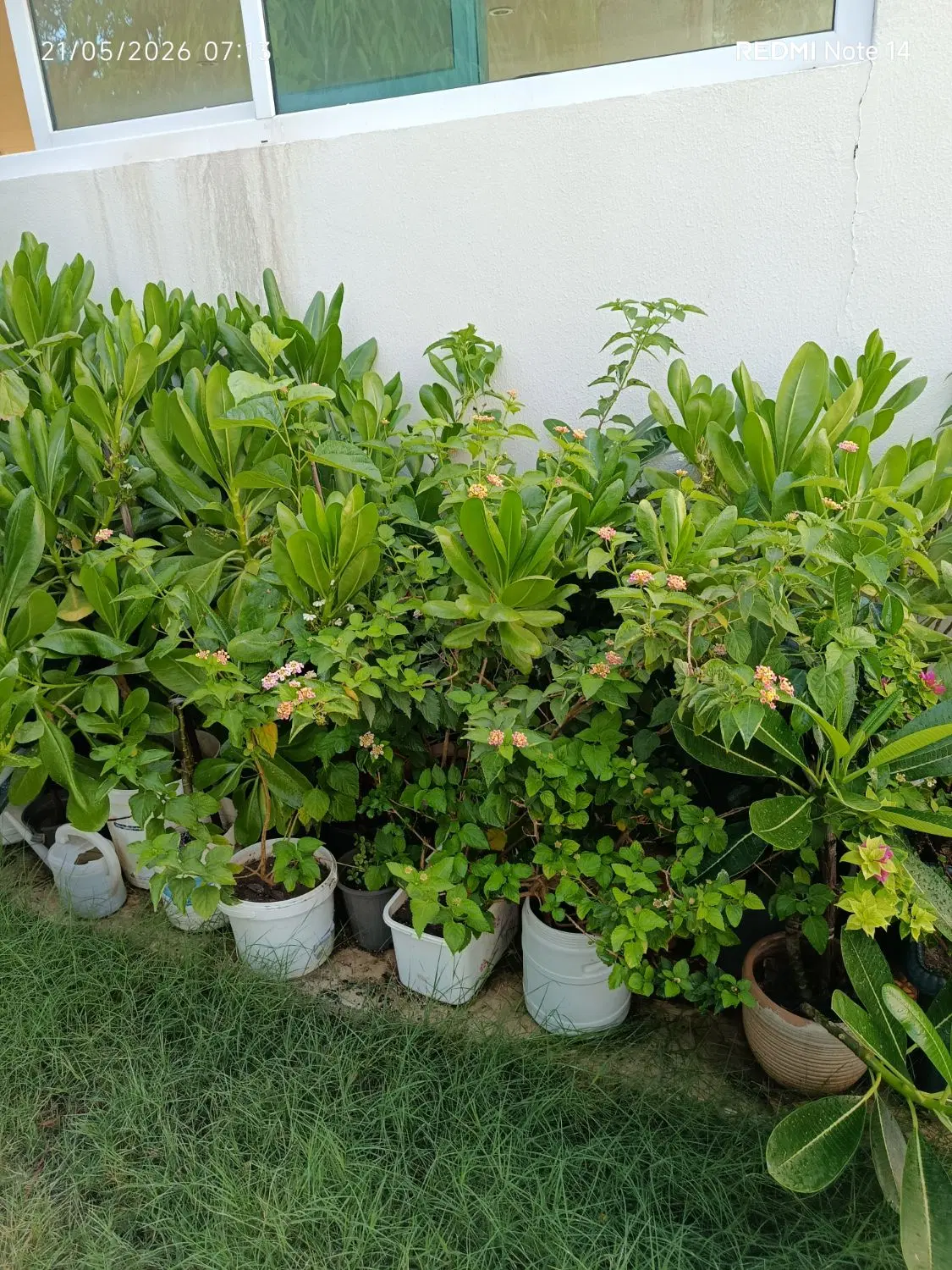 گل طبیعی|گل و گیاه طبیعی|کیش, |دیوار