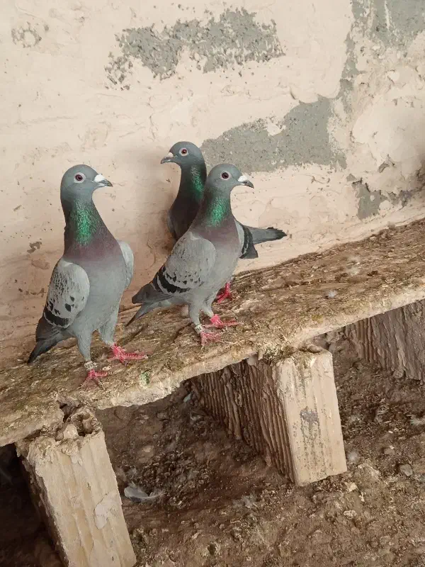 کفتر|پرنده|خواف, |دیوار