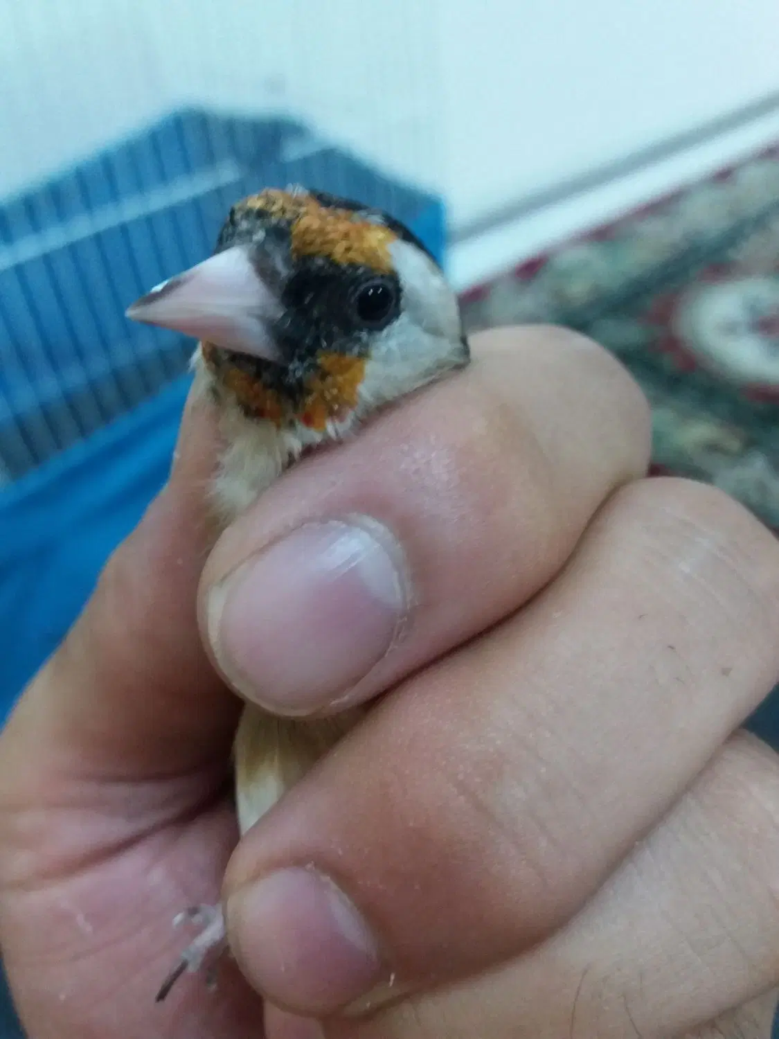 سهره|پرنده|مشهد, تلگرد|دیوار