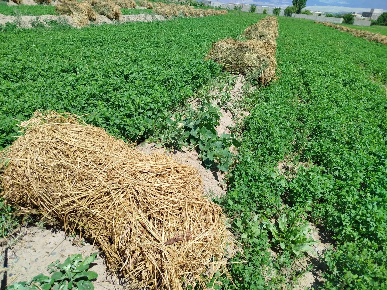 یونجه|خدمات باغبانی و درختکاری|خوی, |دیوار