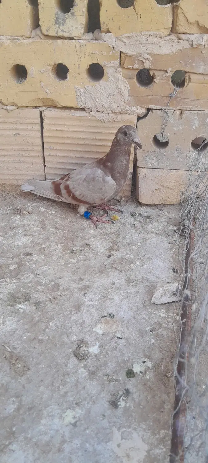 کفتر جوج|پرنده|خواف, |دیوار