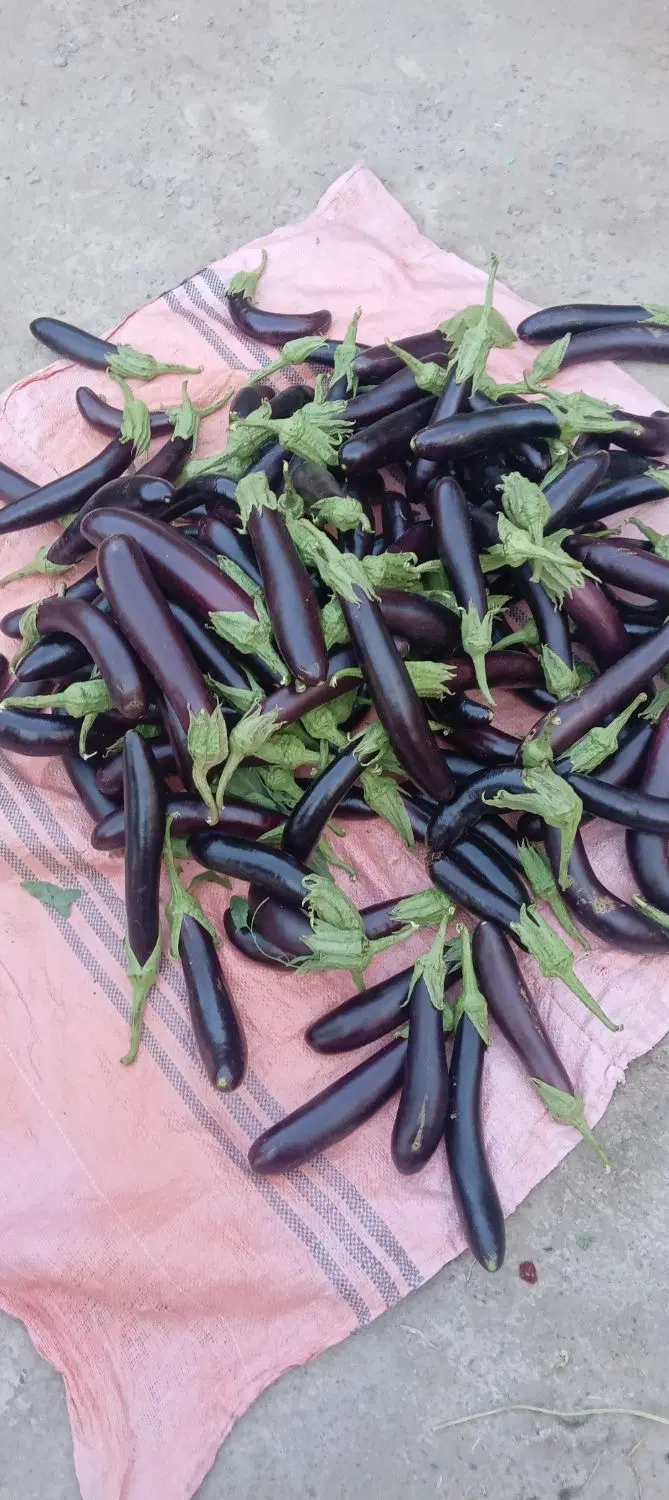 بادمجون|خوردنی و آشامیدنی|رضویه, |دیوار