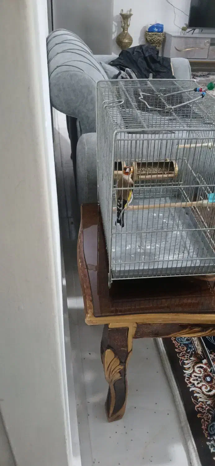 سهره|پرنده|رباط‌کریم, رباط‌کریم|دیوار