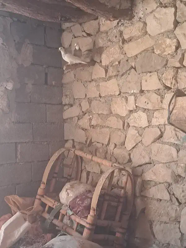 کبوتر|پرنده|بهبهان, |دیوار