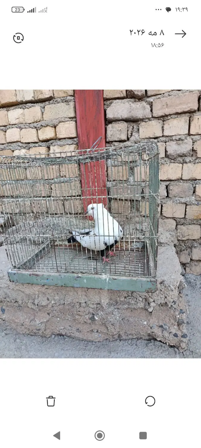 دم سیاه|پرنده|شیروان (لرستان), |دیوار