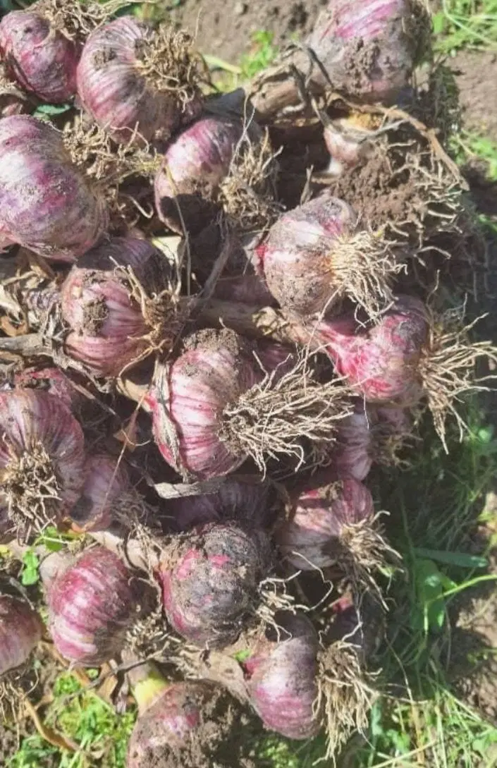 فروش سیر قرمز|خوردنی و آشامیدنی|انگوت, |دیوار