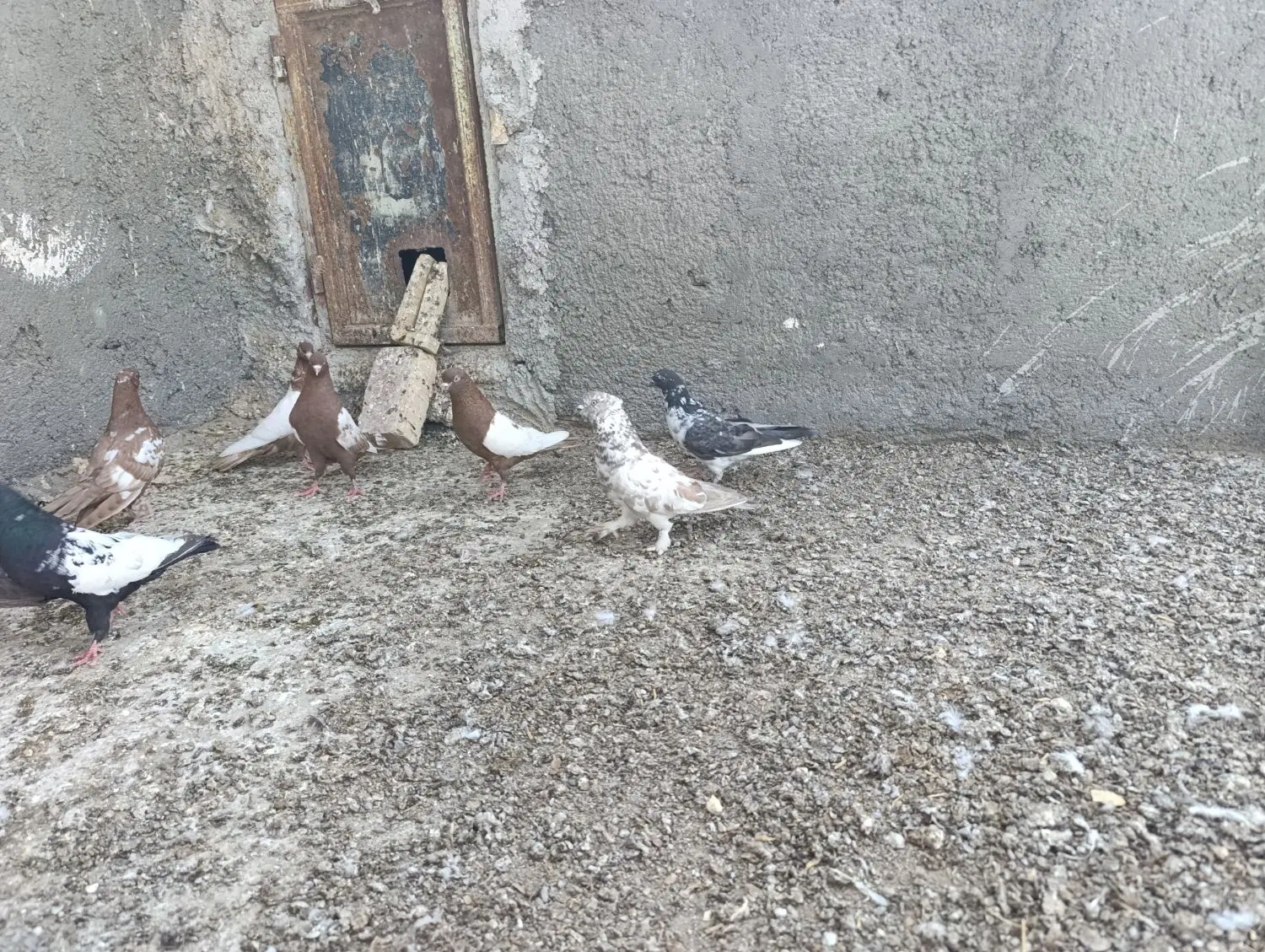 سینه ای|پرنده|کرباسک, |دیوار
