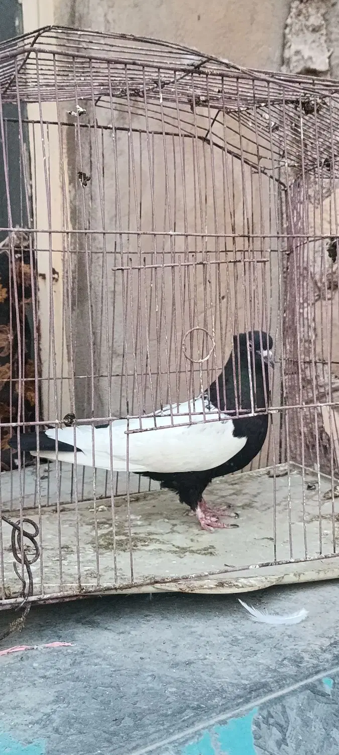 سینه ای|پرنده|چرام, |دیوار