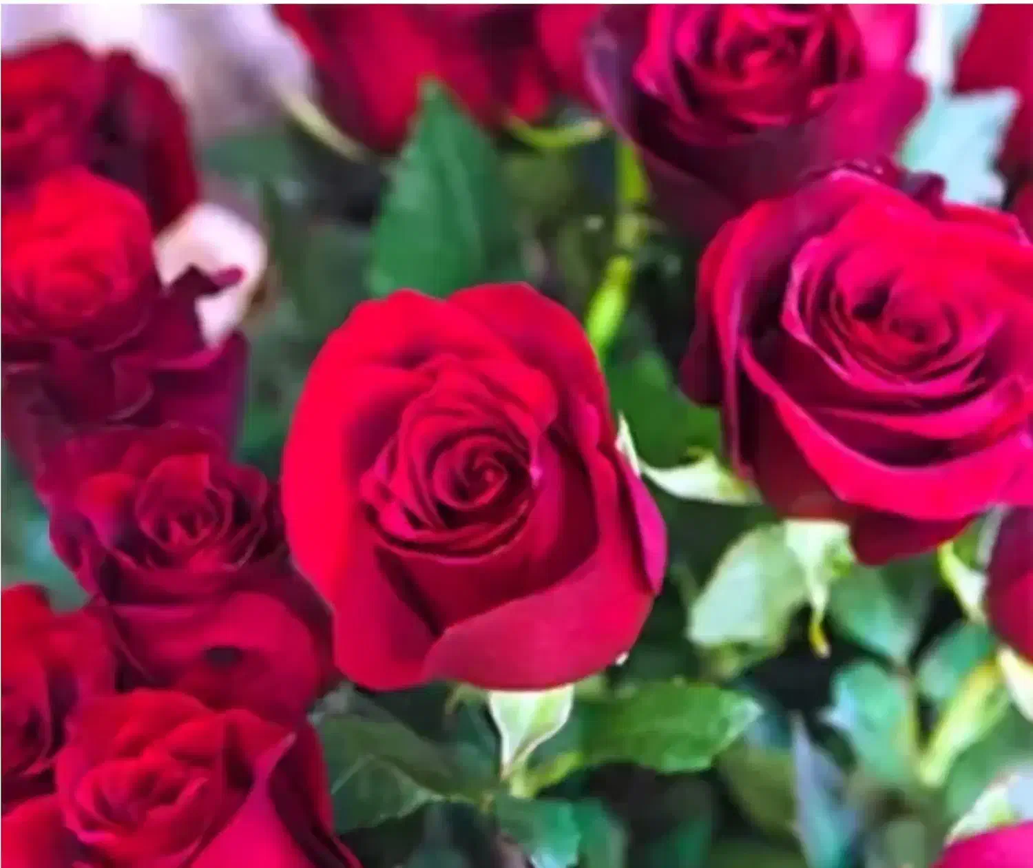 فروش نهال مرکبات توت سیب گردو بادام عناب صنوبر|خدمات باغبانی و درختکاری|ساری, |دیوار