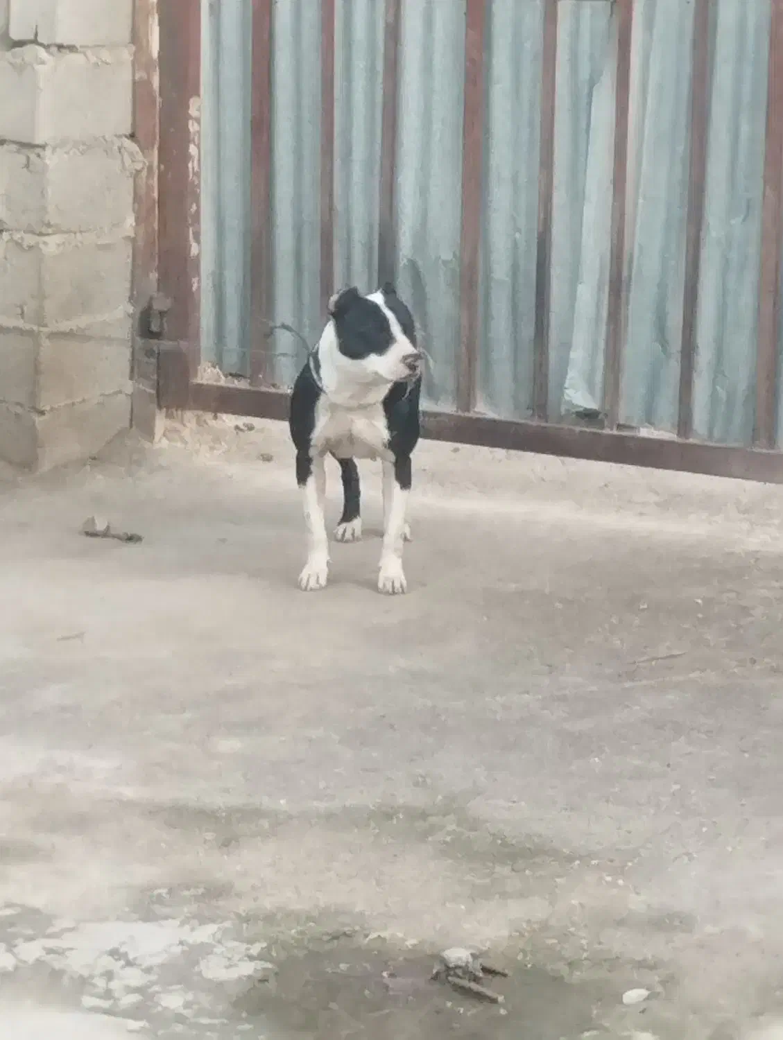 سگ پیتبول|سگ|مینودشت, |دیوار