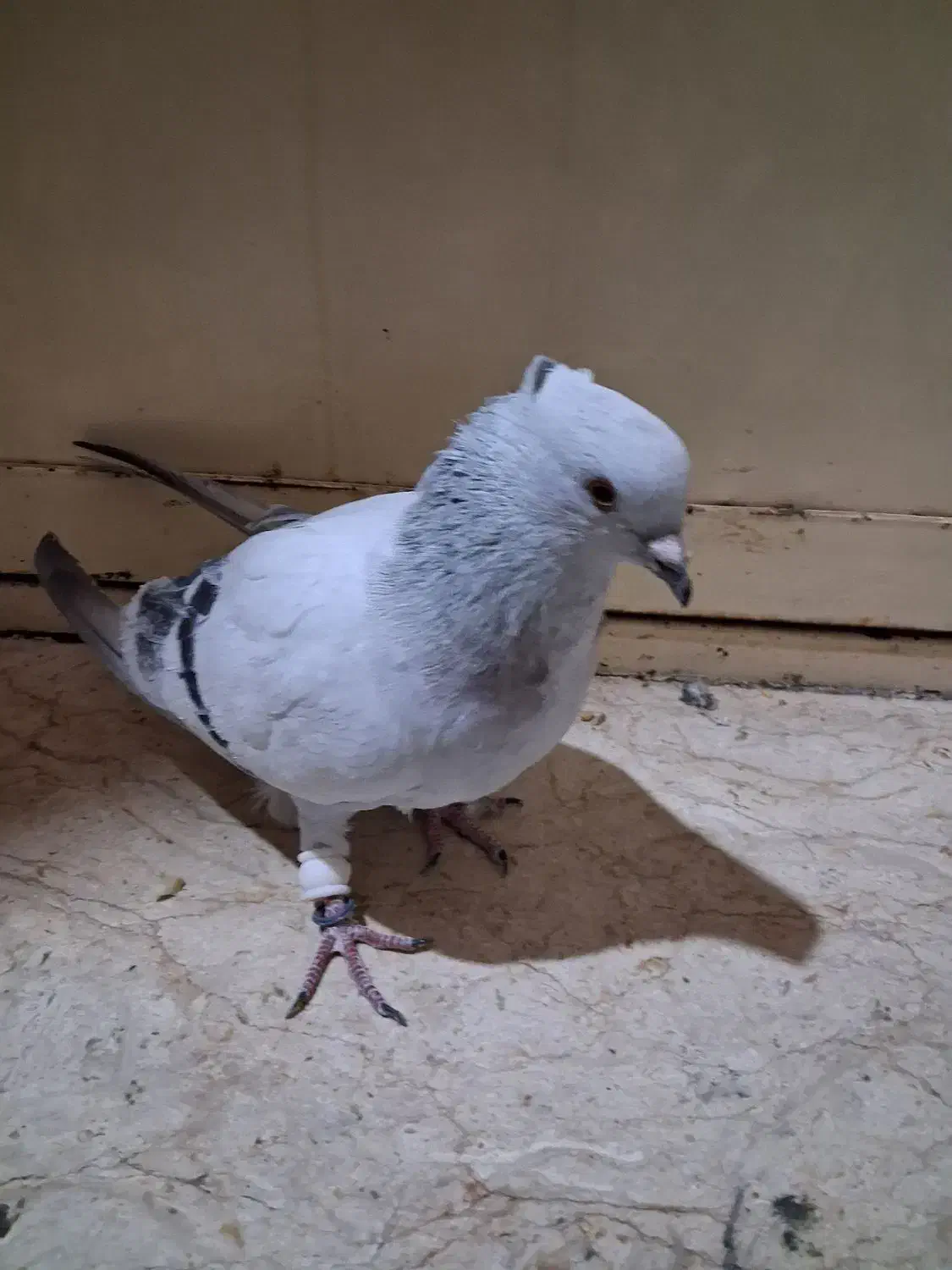 کفتر|پرنده|آباده, |دیوار