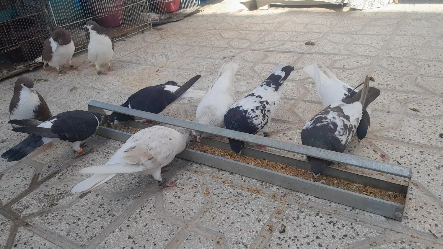 کبوتر|پرنده|طاغنکوه, |دیوار