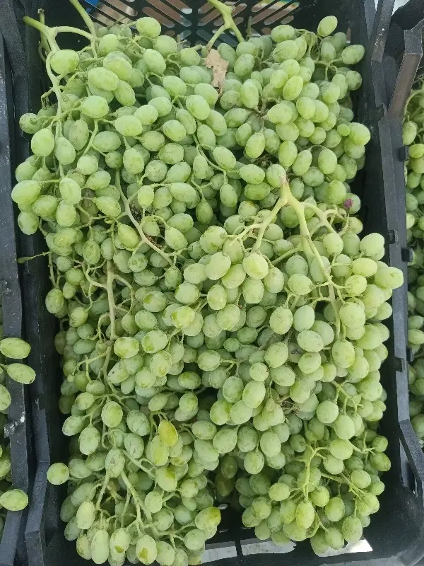 غوره|خوردنی و آشامیدنی|خوی, |دیوار