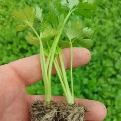 کرفس|خدمات باغبانی و درختکاری|دزفول, |دیوار