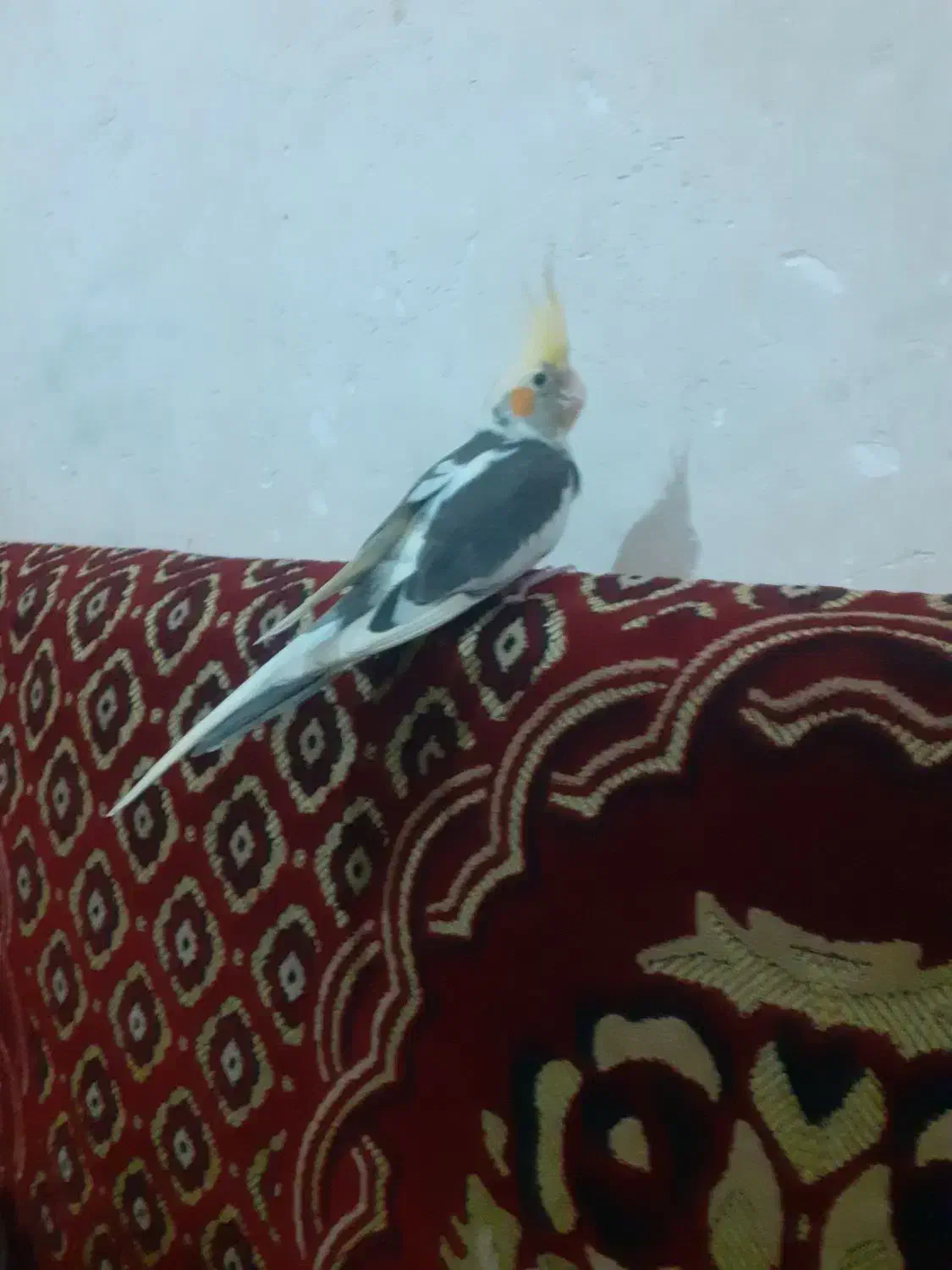 عروس هلندی|پرنده|خان ببین, |دیوار