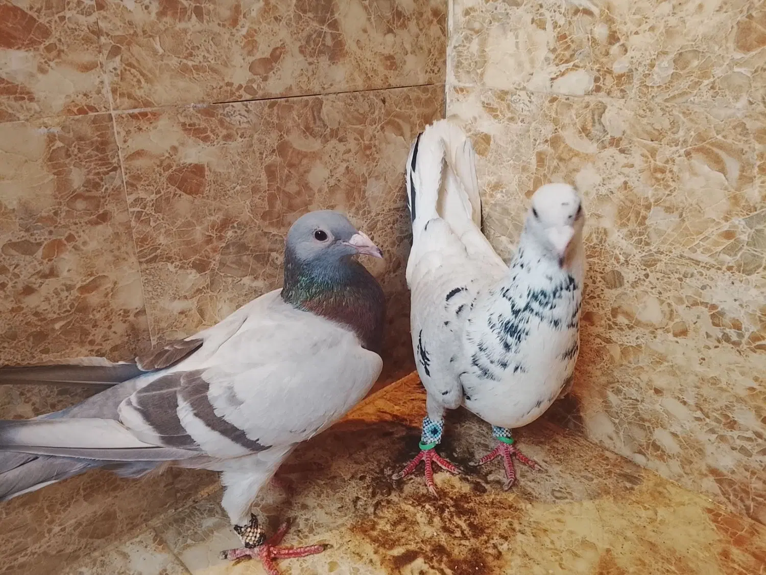 کفتر|پرنده|طاغنکوه, |دیوار
