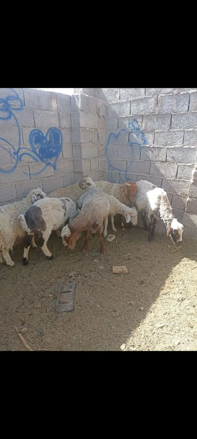 بره|حیوانات مزرعه|گلزار, |دیوار