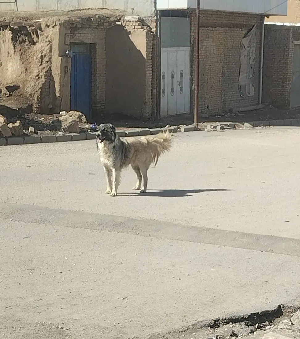 سگ گله|سگ|گل تپه, |دیوار