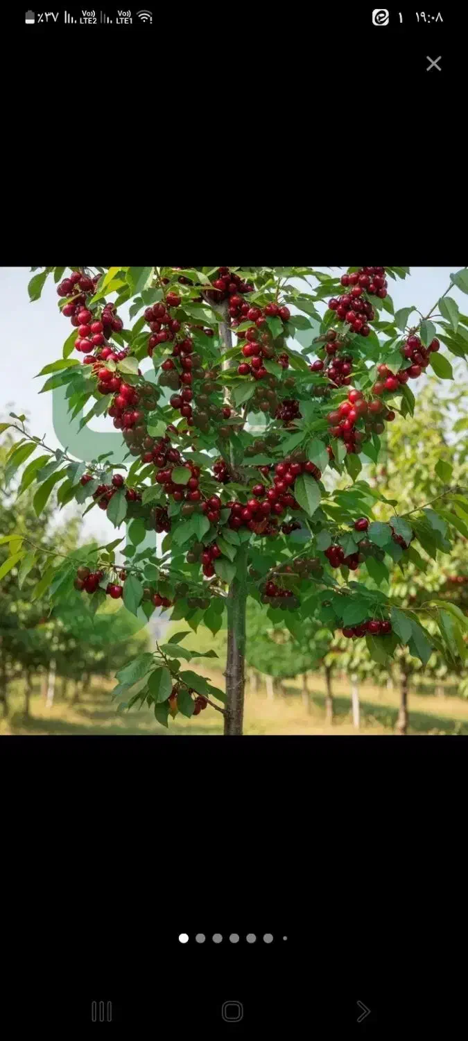 نهال گیلاس|گل و گیاه طبیعی|شاندیز, |دیوار