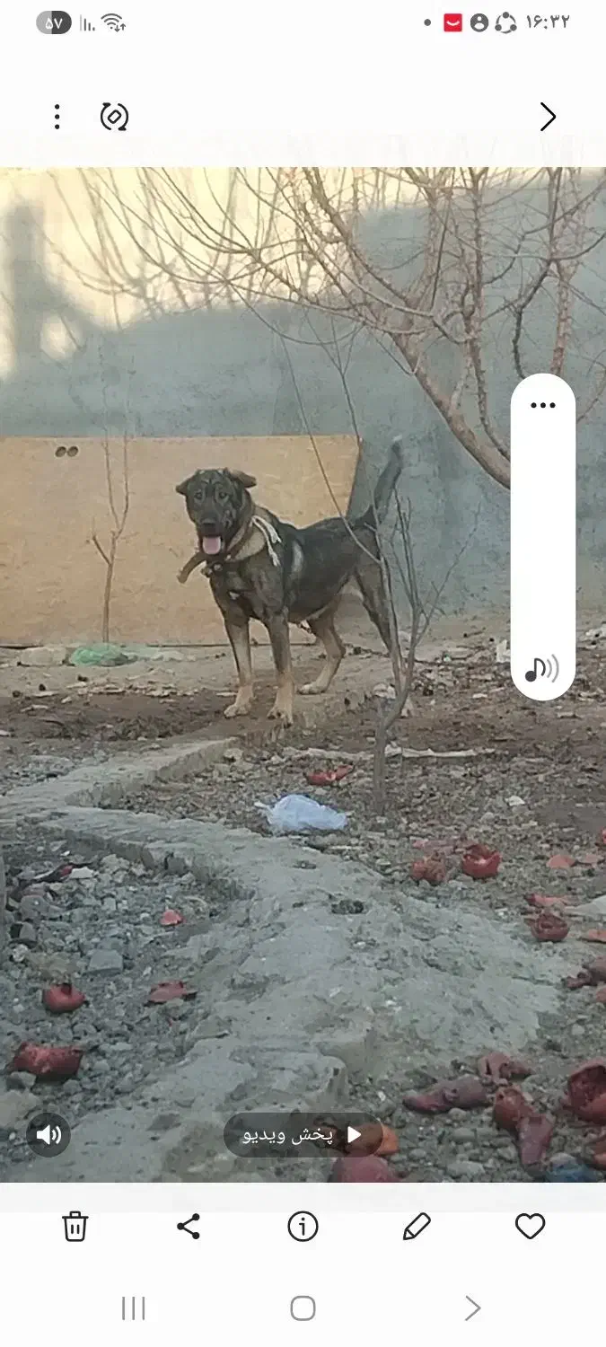 سگ گم شده|حیوانات|سلفچگان, |دیوار