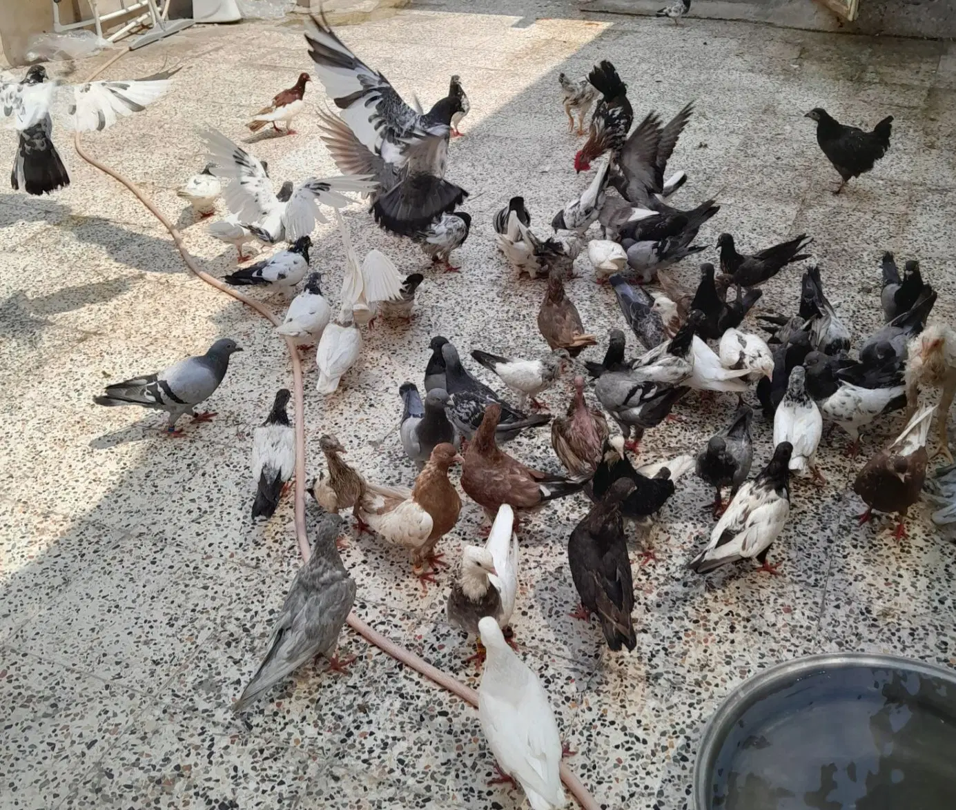 کفتر|پرنده|چمران, |دیوار