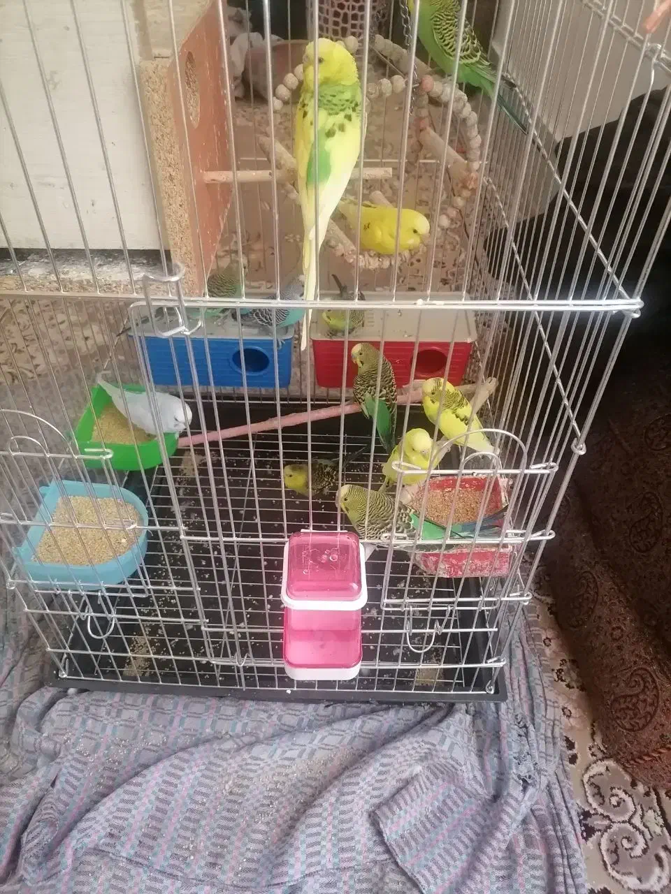 فروش مرغ عشق|پرنده|یزد, |دیوار