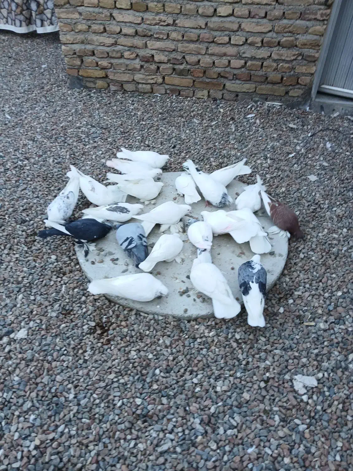 کفتر|پرنده|مرند, |دیوار