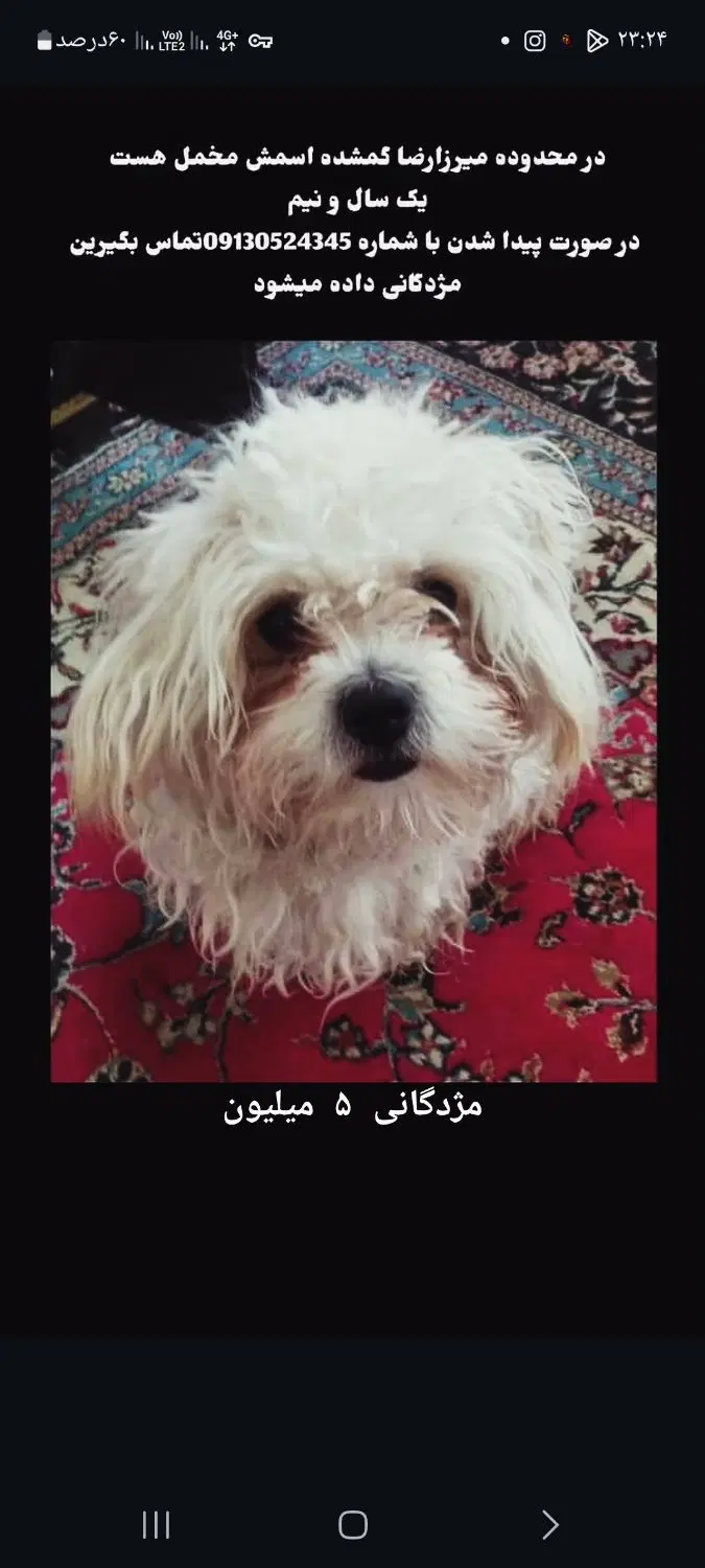 گم شده|حیوانات|سیرجان, |دیوار