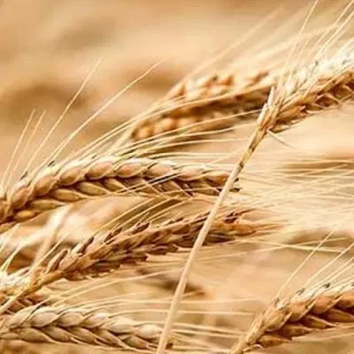 گندم|عمدهفروشی|مشگین شهر, |دیوار