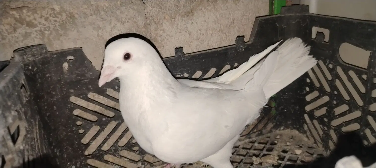 سفید|پرنده|ایذه, |دیوار