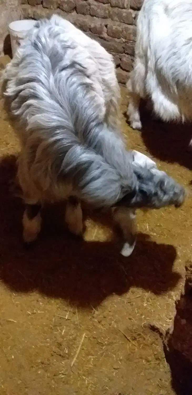 بز نر|حیوانات مزرعه|بروجرد, |دیوار