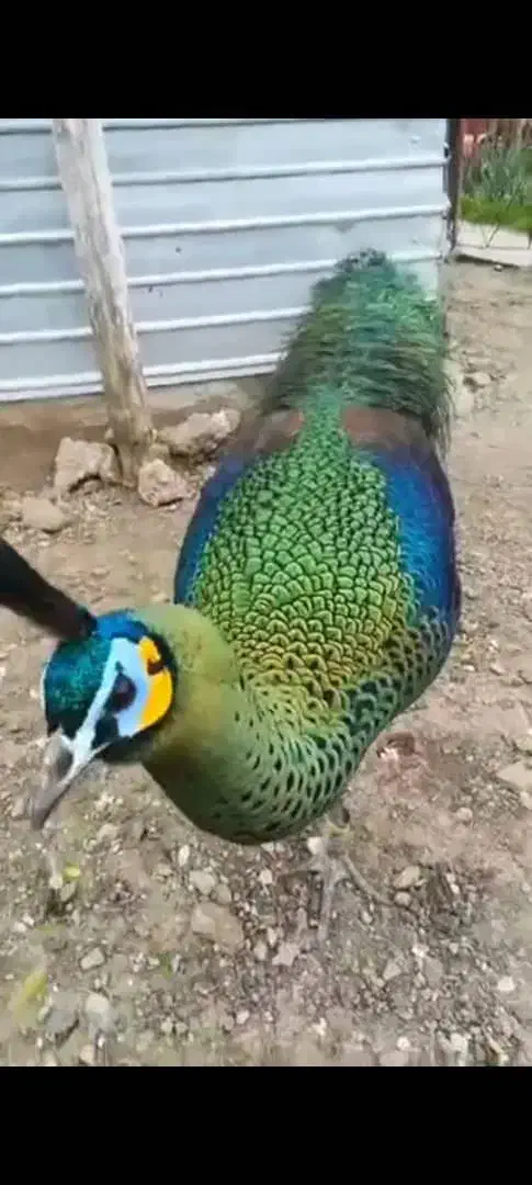 طاووس|پرنده|تهران, شهرک انصار|دیوار