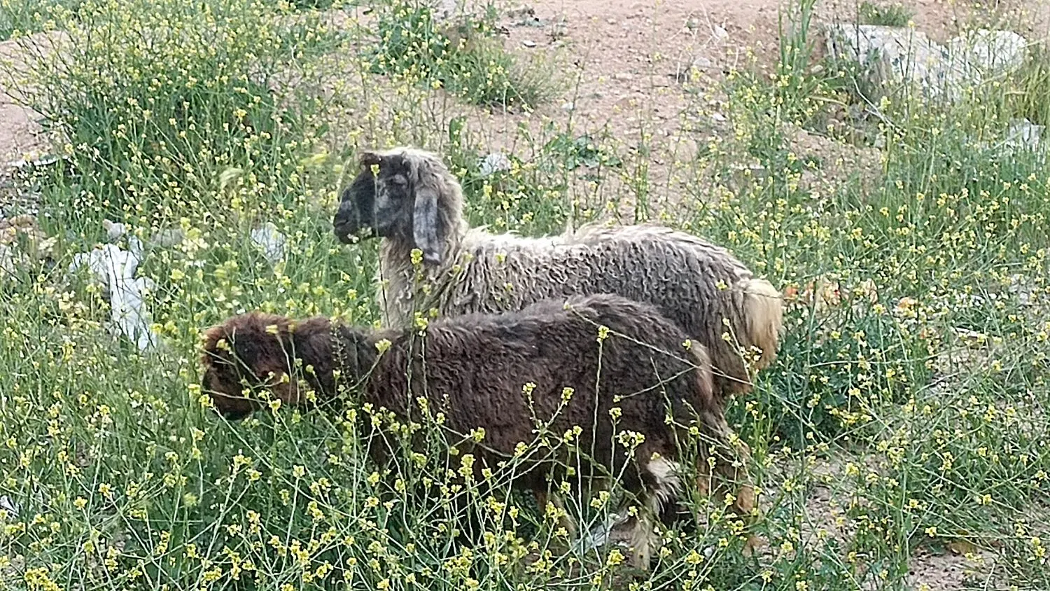 بره|حیوانات مزرعه|شیراز, شهرک گلستان شمالی|دیوار
