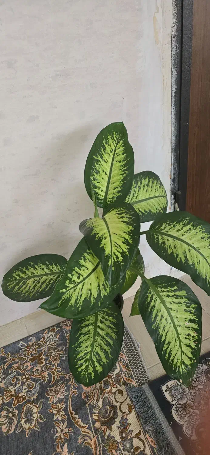 گل و گیاه|گل و گیاه طبیعی|اصفهان, بهارستان|دیوار