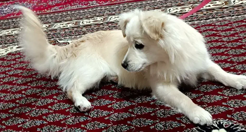 سگ اشپیتز|سگ|دورود, |دیوار