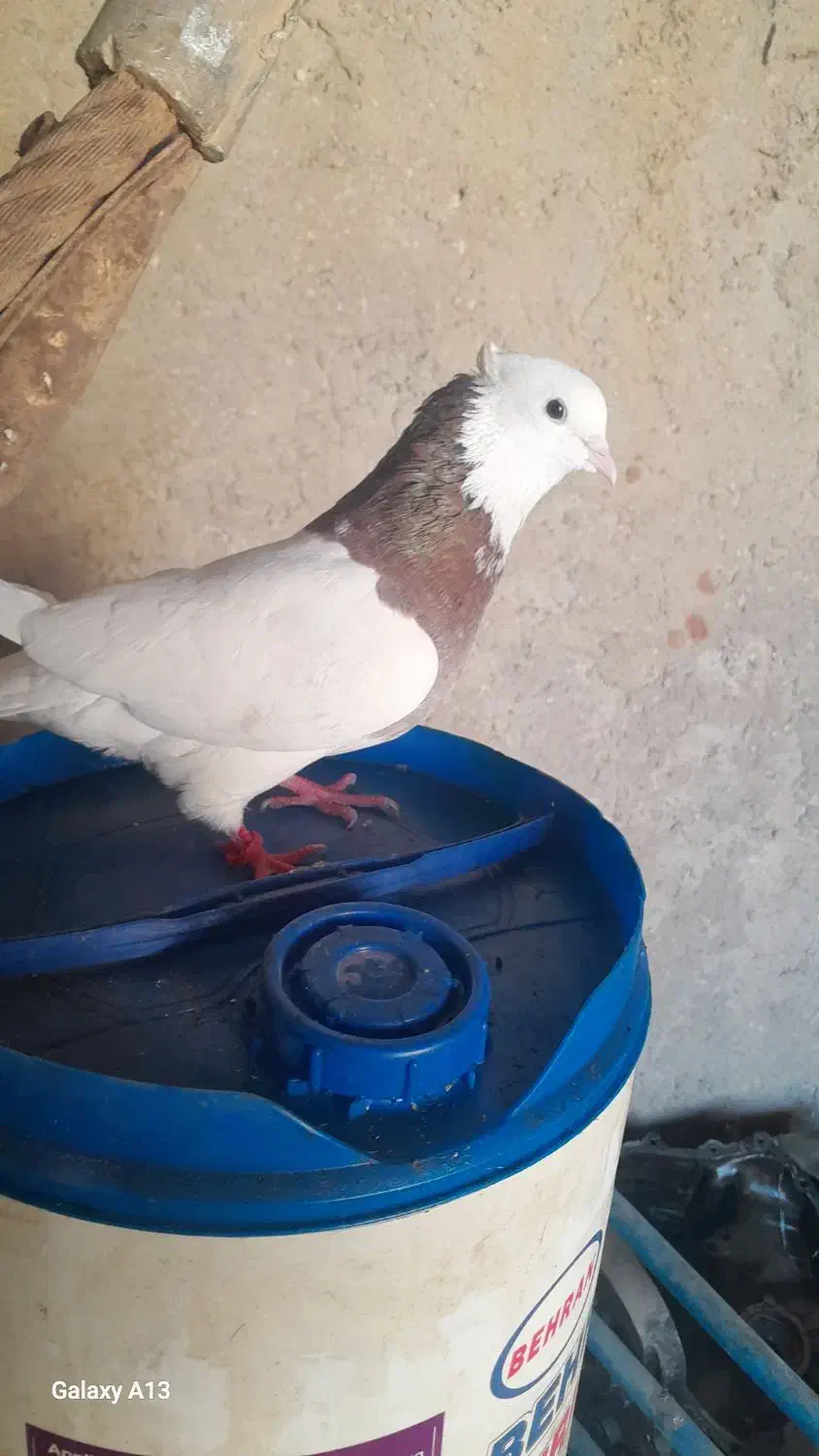 پرنده|پرنده|مسجد سلیمان, |دیوار