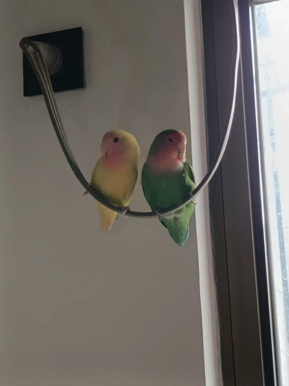 طوطی|پرنده|رشت, معلم|دیوار