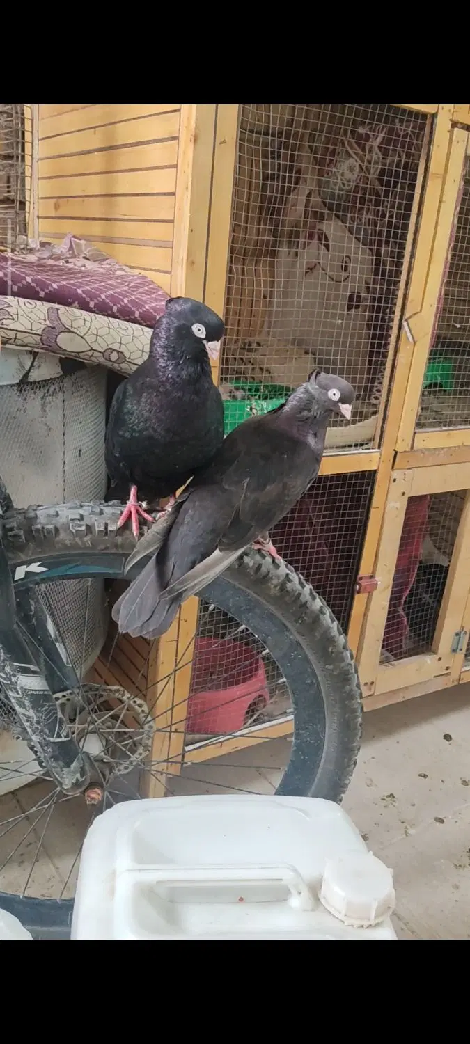 سو صرب|پرنده|خرمشهر, |دیوار