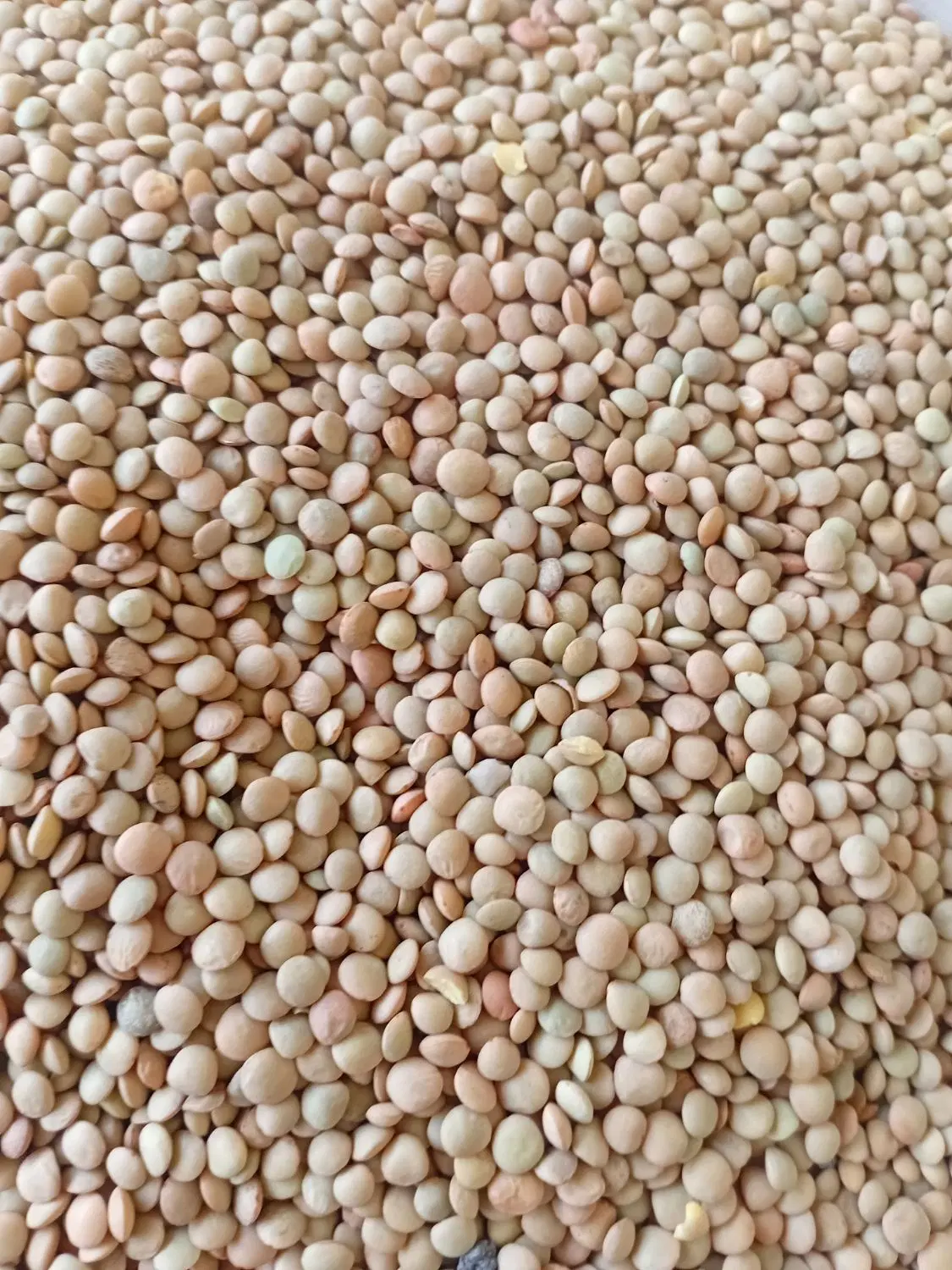 عدس|خوردنی و آشامیدنی|بروجرد, |دیوار